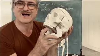 Anatomisches Zeichnen, AdBK M&uuml;nchen, Lektion 1, SoSe 2020