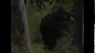 Australian Yowie