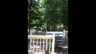 Squirrel launch by hoho