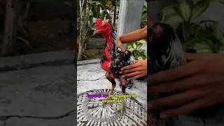 Rekomendasi pakan ayam mangon #ayam #ayamberkualitas #ayamjago #ayambangkok #peternaksejahtera