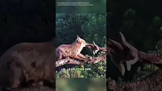 Fox vs Golden Eagle #wildlife #animals #fox