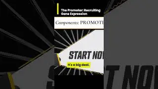 The Promoter - recruiting for gene expression