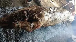 Roasting a pig for St. John's Day! The Serbian way!