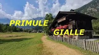 Primule gialle