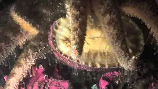 Tiny worm attacks giant sea star threatening its home