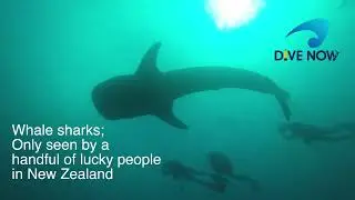 Sharks and rays you may see at the Poor Knights Islands