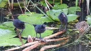 Coot chicks walking on leaves