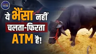 Viral Video: India&rsquo;s Most Expensive Buffalo Yuvraj | Pushkar Fair 2025 | 35 Lakh Murrah Breed