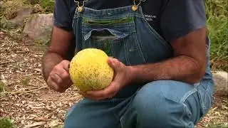 MELONS | HOW TO: Determining When Your Melons are Ready to Pick for Harvest!