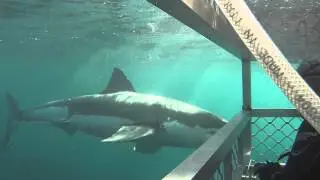 Great White Shark Cage Diving, Stewart Island, New Zealand.