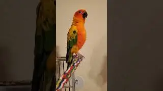 Funny Windows sounds with my bird Sunny #bird #comedy 🤣🦜