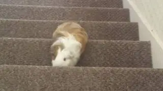 Guinea Pig jumping upstairs