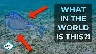 Exploring Salt Pond Bay on Saint John USVI - Episode 53