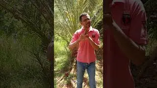 المرحلة الأولى لنمو وتطور الثمار فى نخيل التمر هى المرحلة التى تحدد حجم الثمار (تحجيم الثمار)