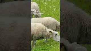 Domestic Sheep Grazing #nature #wildlife #sheep #graze #beautiful #grass HA49391