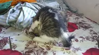 Cat fight in litral sense