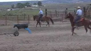 Shelman Family Horse Sale Live Stream