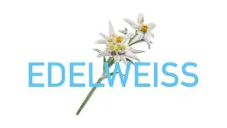 Edelweiss The Sound Of Music 1965