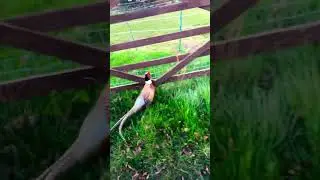 Uk natural