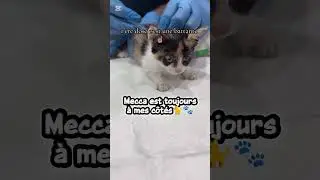 Mecca est toujours &agrave; mes c&ocirc;t&eacute;s #cat #pet #shorts #ytshorts #viral