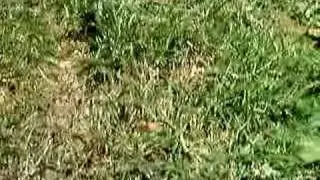 Bee Porn!