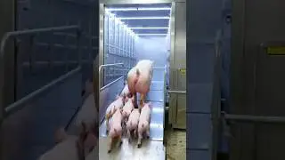 🐖 SWINE LINE: Automated Pork Processing Unit