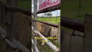 No one is having my food!#bucketlist #travelvlog #lion #lions #travel #animals #africa #zulu