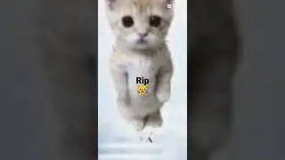 Rip Elgato Cat