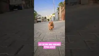 Toy Culture Male Available 9914480419 #dog #dogbreed #Toypom