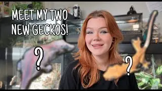 РАСПАКОВКА ДВУХ НОВЫХ ГЕККО...