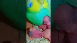 RelaxingMorningSounds #ParakeetSounds #BudgiesColonySetup #PetBirdsForBeginners