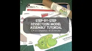 Dissection Models: Cat Model Assembly