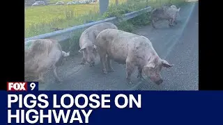 FULL VIDEO: Pigs loose on Minnesota highway