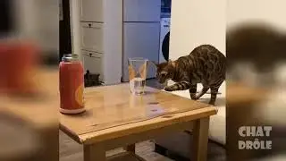 Essaye de ne pas rire spatial chat