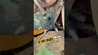 Hay demasiadas 😱😱💀