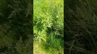 Creeping Thistle