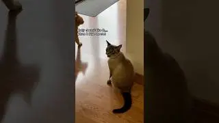 Sensitive kitty! #shorts #cat #cute #animals #funny #sensitivity #sneeze