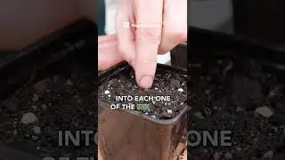 Get a SUPER high germination rate for peppers using this method. #gardenexperiment #gardeningtips