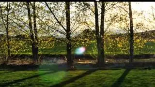 Emergency Tree Removal Service | Hamilton-Hamilton Square-Mercerville-Mercer County,NJ