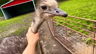 How to Strangle an Ostrich (Gort Escaped)