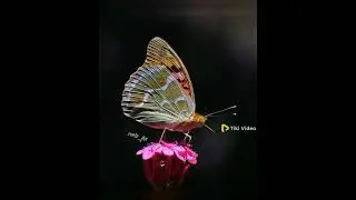 butterfly 🦋🦋🦋 status video