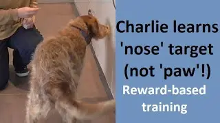 Charlie learning 'nose' target (not 'paw' target!). Real-time, reward-based training.