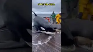 Mother Sea Lion Jumps on Boat to SAVE Her Baby from GIANT Orca! 🥺❤️ #shorts #wildlife
