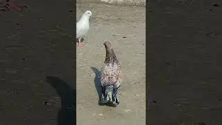 Ambarsar #pigeon #shorts #youtubeshorts #vlog #akjhansipigeons