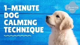 How To Calm Your Dog Down Fast (my 1-minute calming magic)