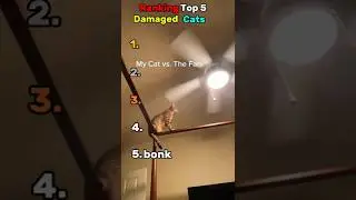Ranking Top 5 Damaged Cats, are they GLITCHING? #catcore #shorts