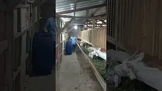 Goats eating calmly | Kambing makan dengan tenang #goatlife #feedingtime #farmvibes #rural