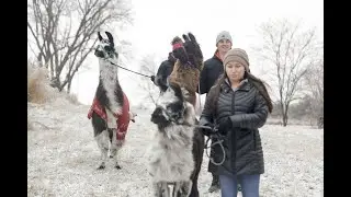 Hike with llamas at Prairie Patch Farm