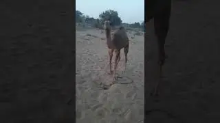 Camel baby ka awaz voice #short