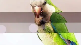 Most Faithful Animals to Their Mates